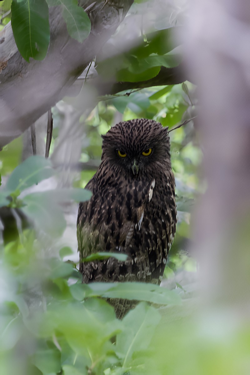 Brown Fish-Owl - ML646839878