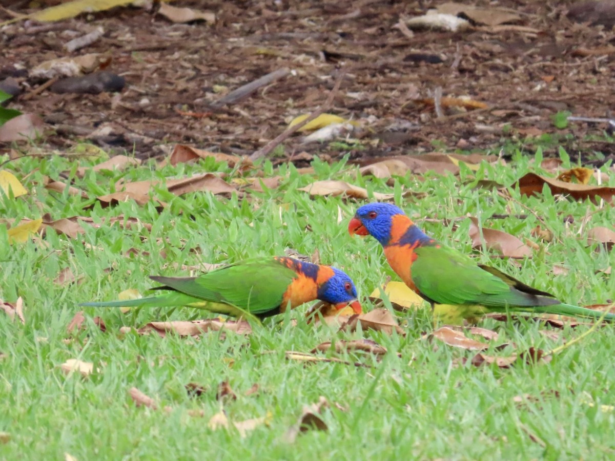 Red-collared Lorikeet - ML646839880
