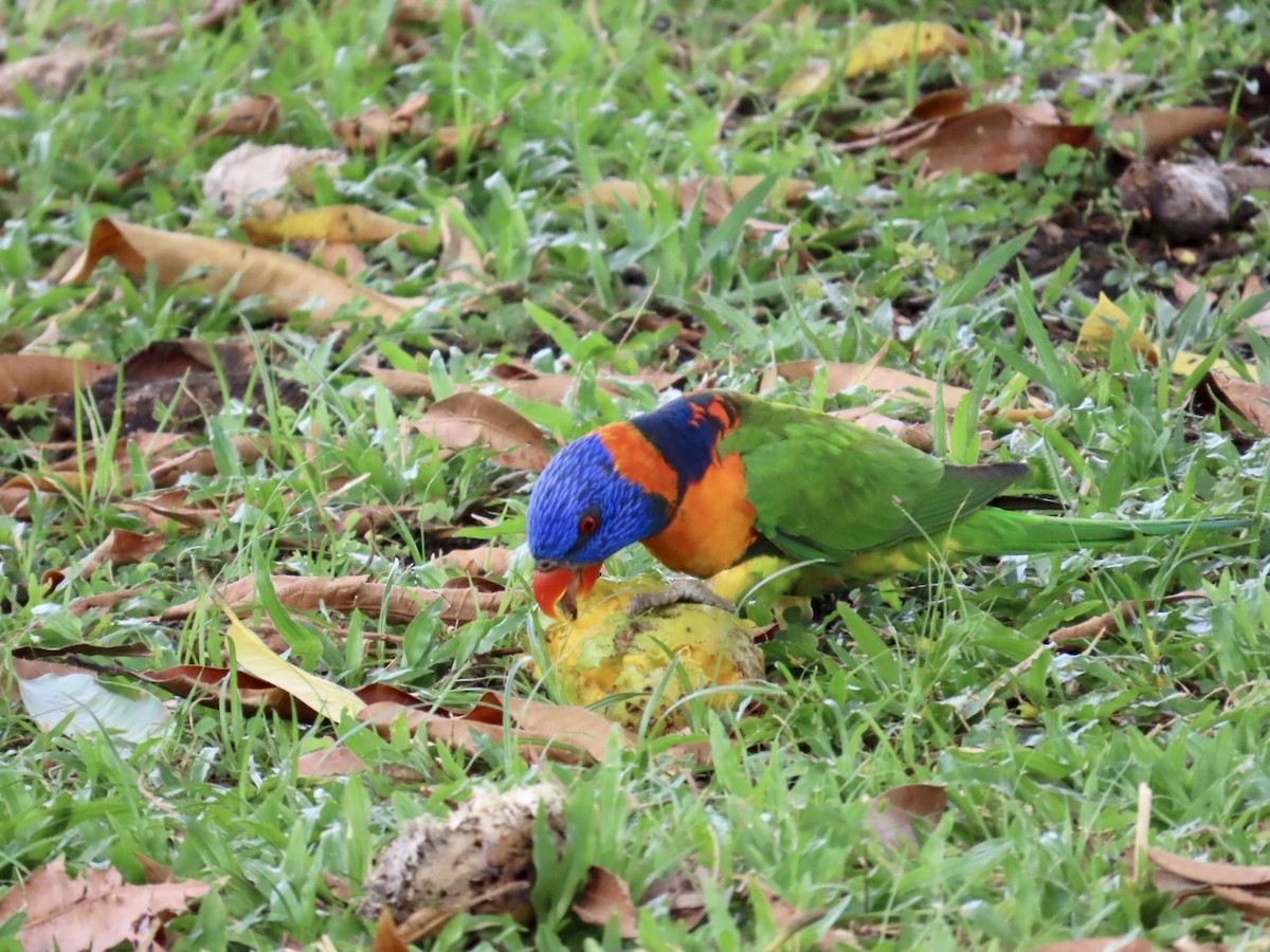 Red-collared Lorikeet - ML646839881