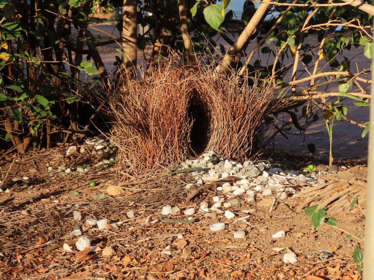 Great Bowerbird - ML646839886