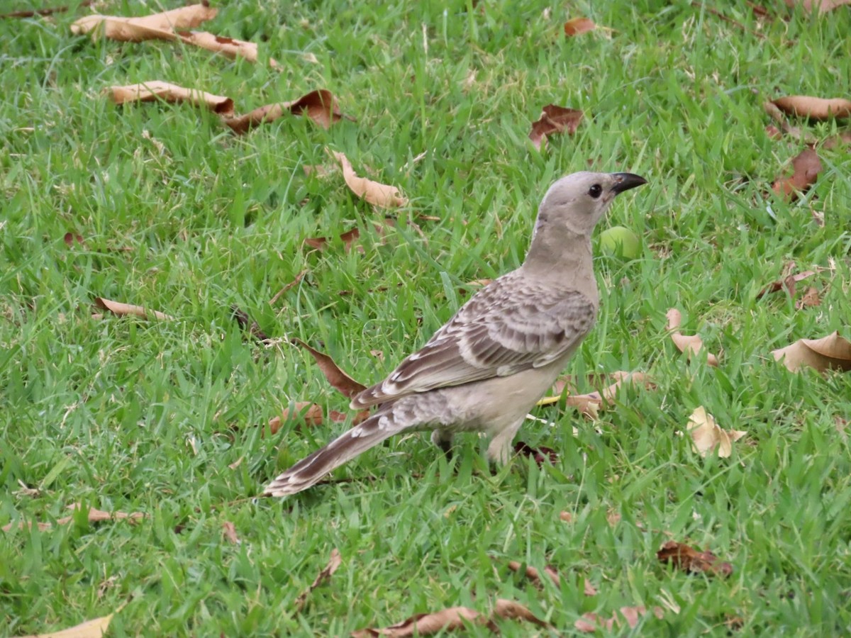 Great Bowerbird - ML646839887