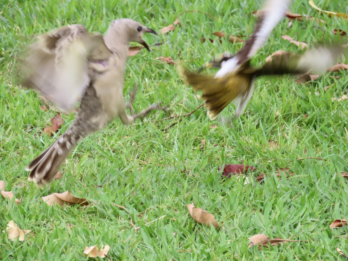 Great Bowerbird - ML646839888