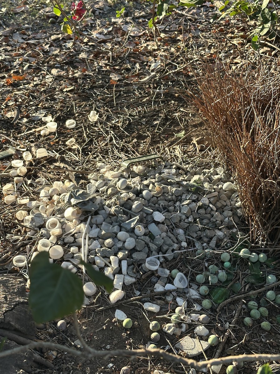 Great Bowerbird - ML646839889