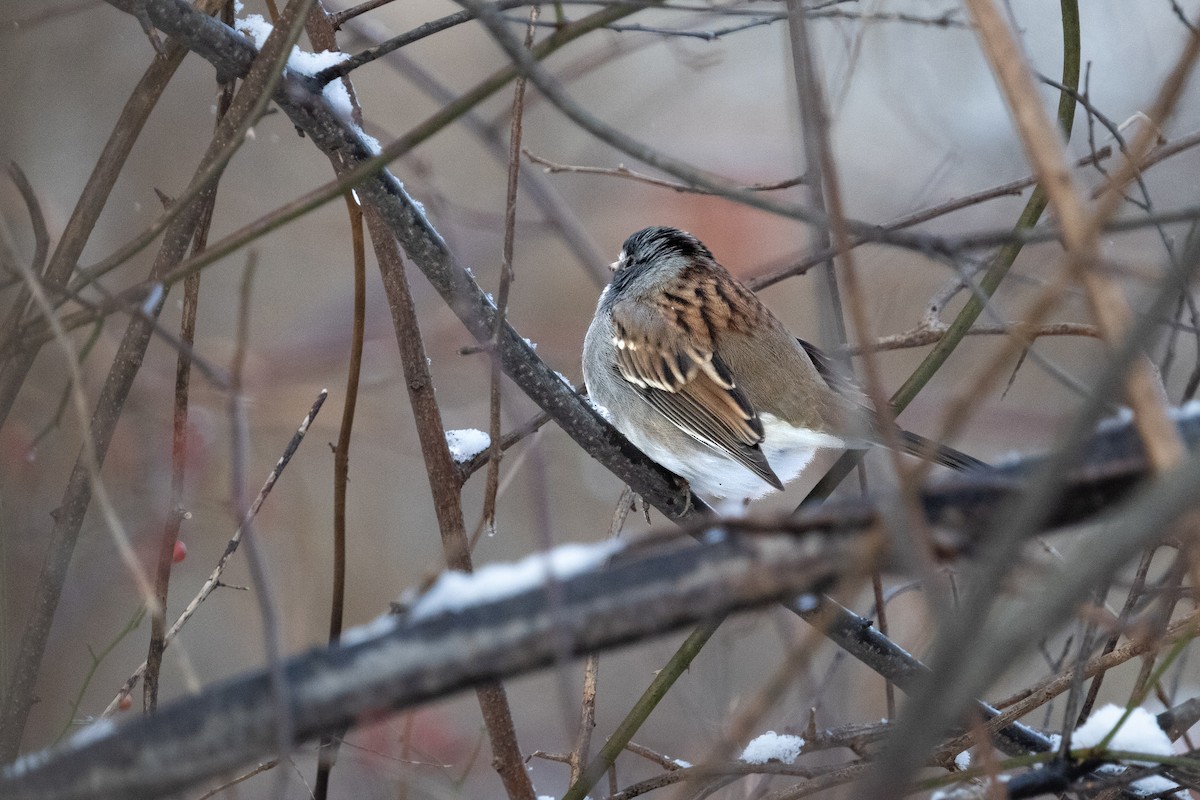 Dark-eyed Junco x White-throated Sparrow (hybrid) - ML646839894