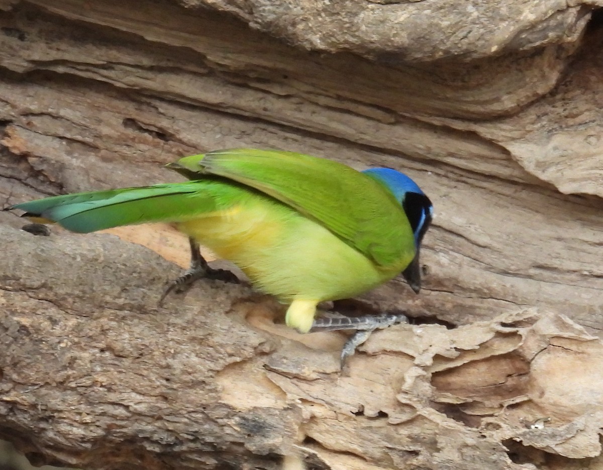 Пая зелена - ML646839896