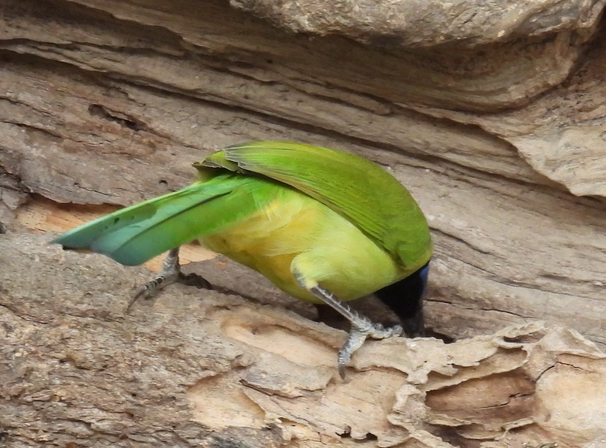 Пая зелена - ML646839897