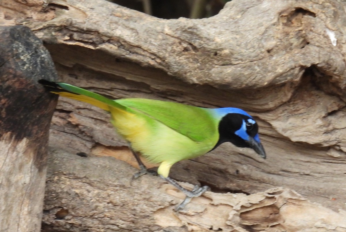 Пая зелена - ML646839898