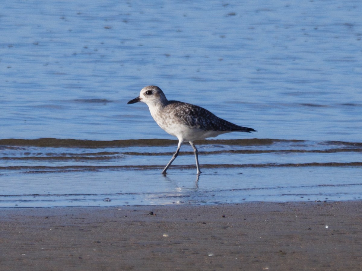 tundralo - ML646839899