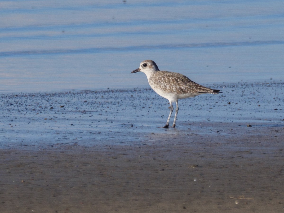 tundralo - ML646839917