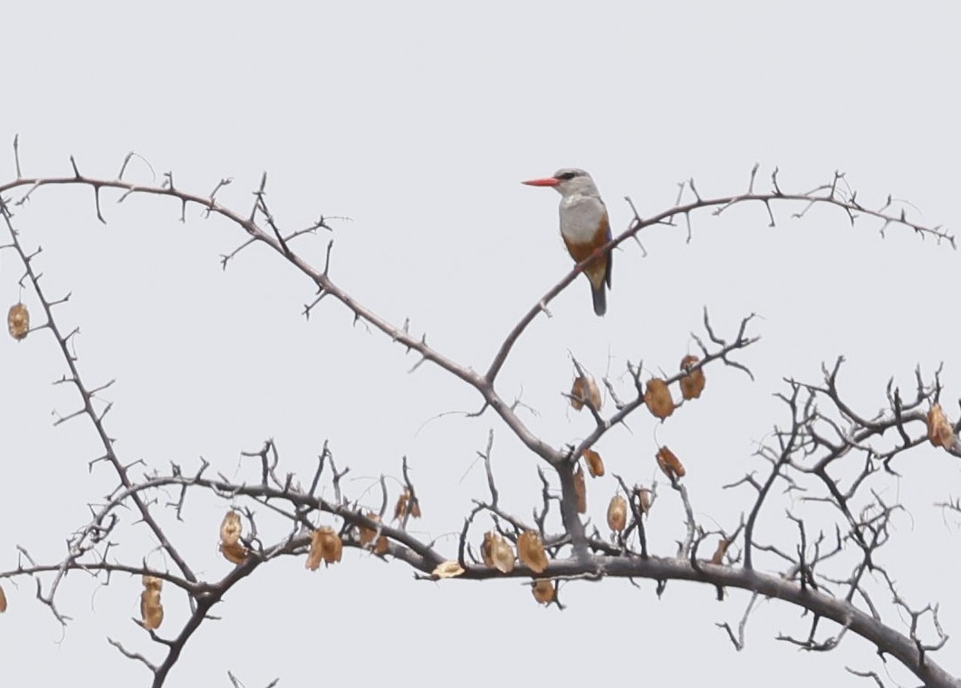 Alción Cabeciblanco - ML646839925
