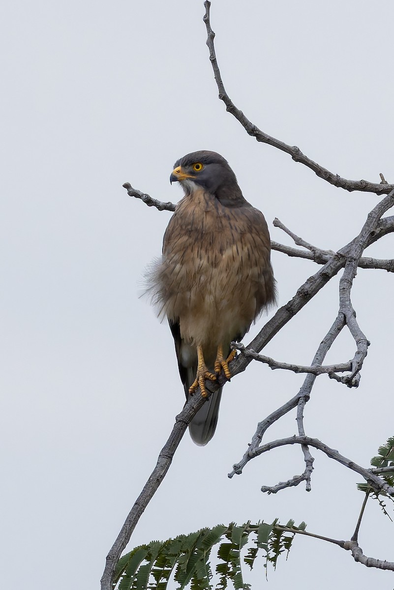 Grasshopper Buzzard - ML646839927