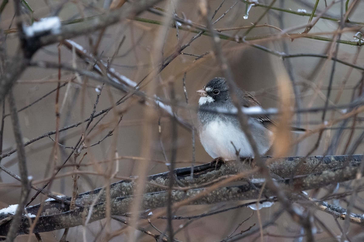 Dark-eyed Junco x White-throated Sparrow (hybrid) - ML646839928