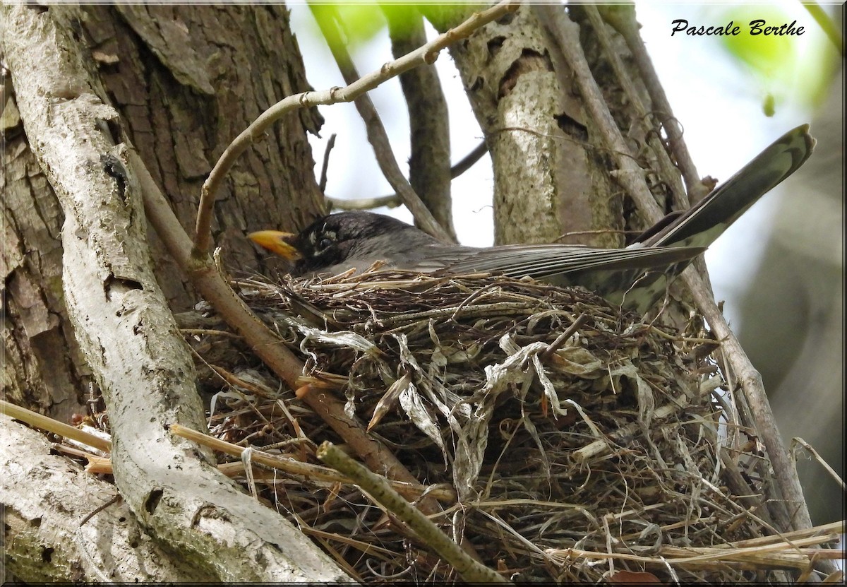 Göçmen Ardıç - ML646839931