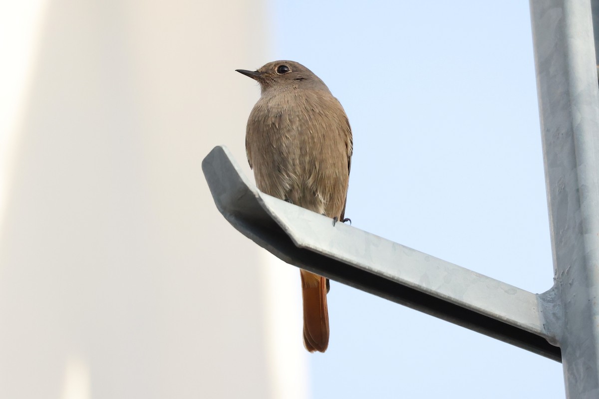 Codirosso spazzacamino - ML646839945