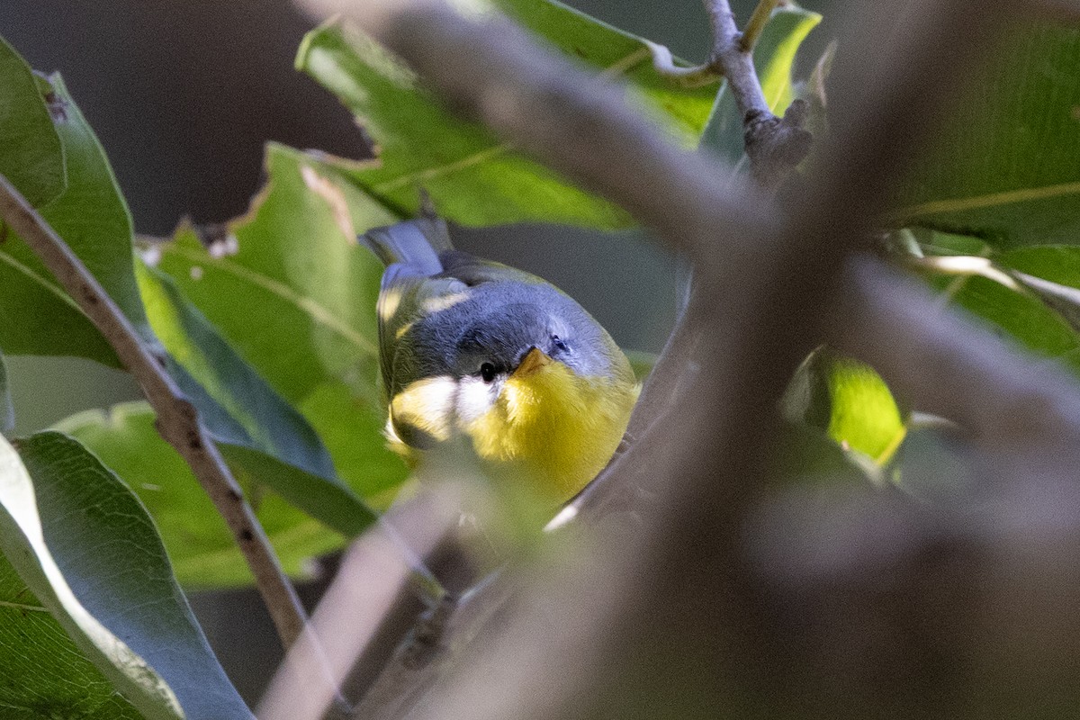 Gray-hooded Warbler - ML646839946