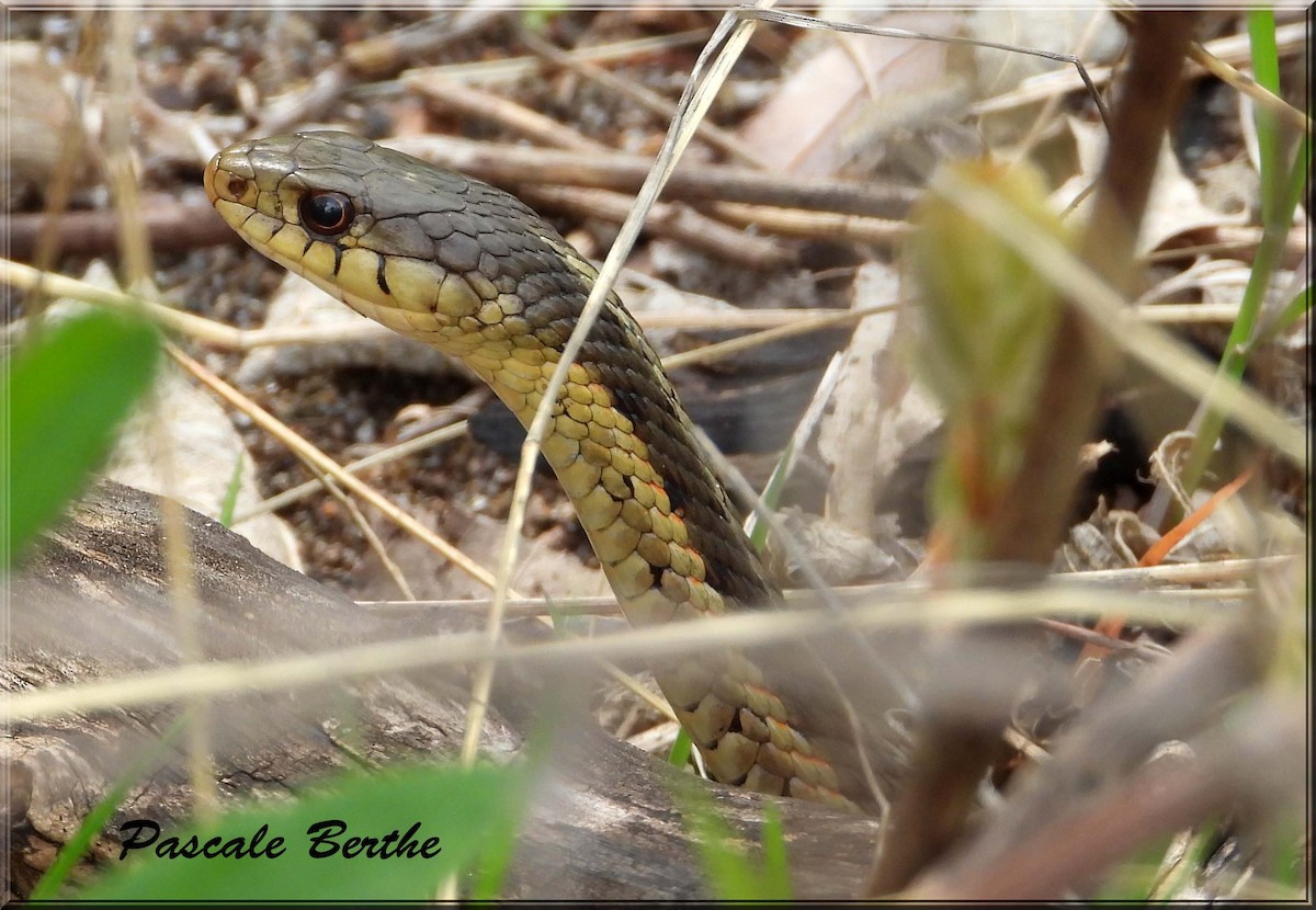Common Garter Snake - ML646839953