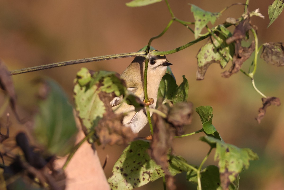 Regolo - ML646839963