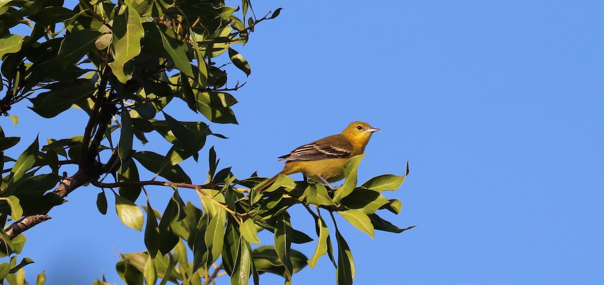 Oriole des vergers - ML646839964