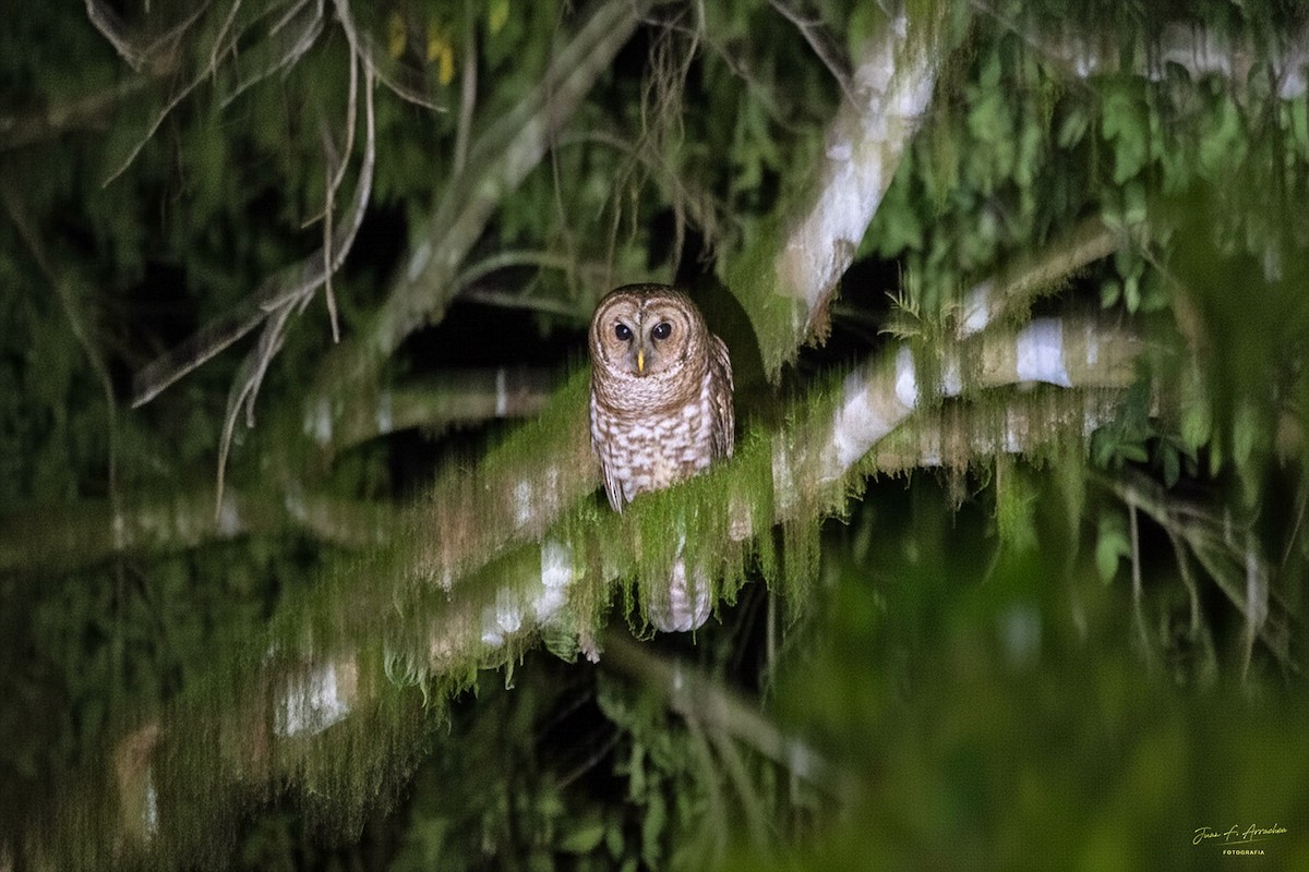 Rusty-barred Owl - ML646839965