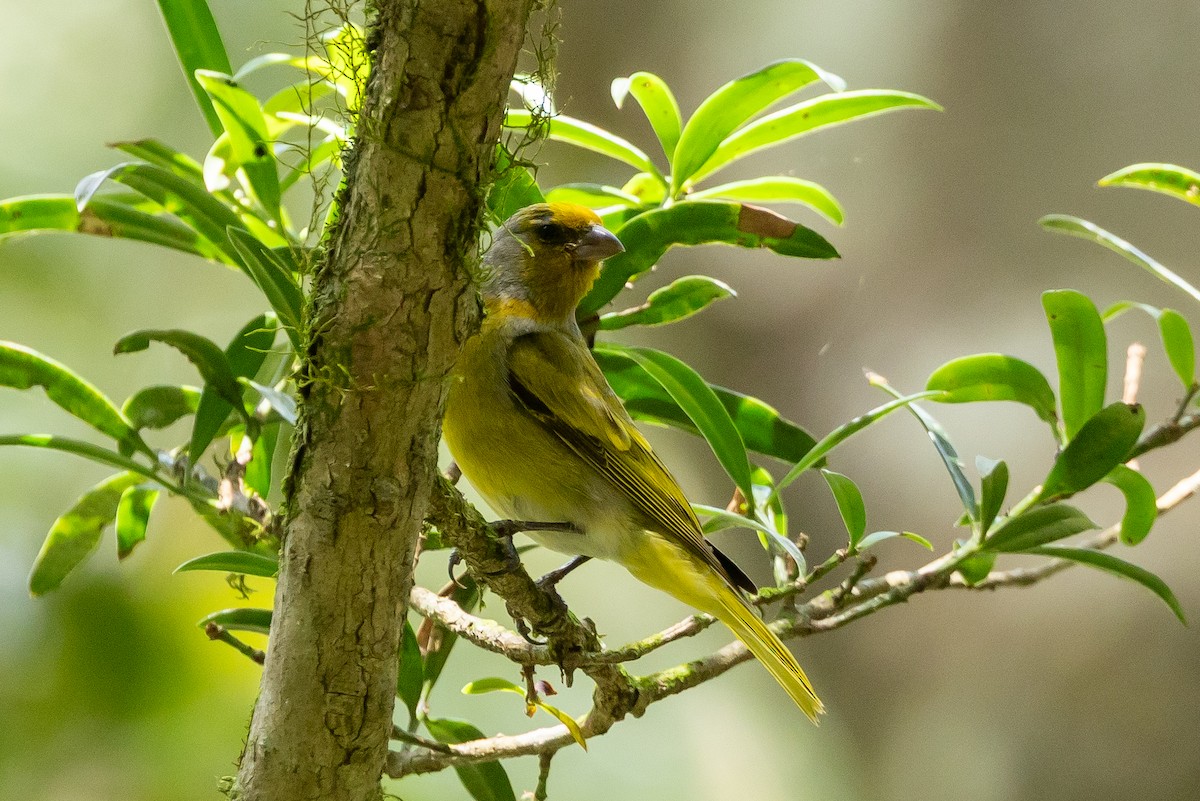 Cape Canary - ML646839970