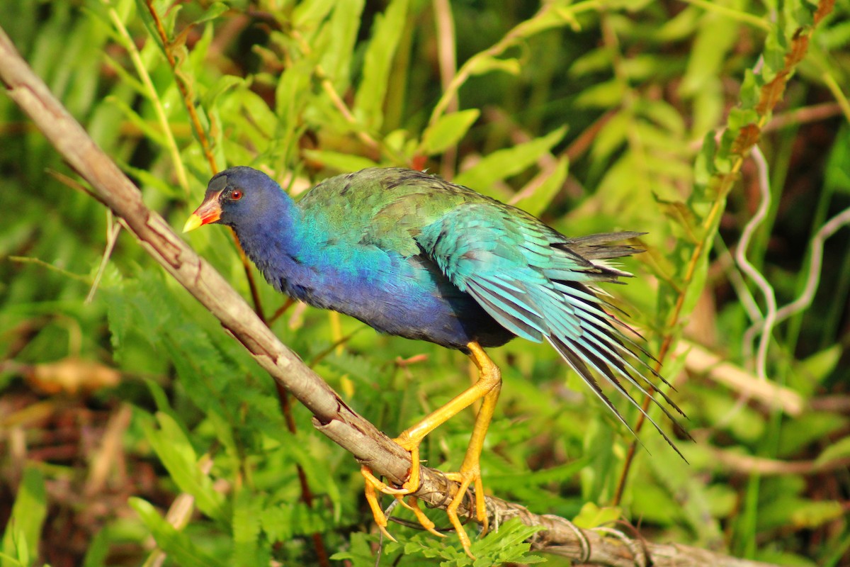 Sarı Bacaklı Sazhorozu - ML646839973