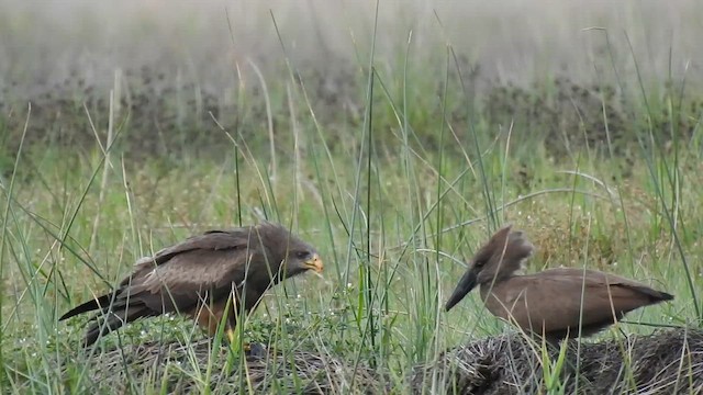 Шуліка чорний - ML646839974