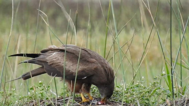 Шуліка чорний - ML646839975