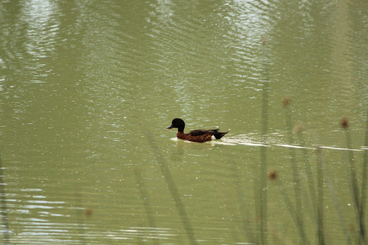 Chestnut Teal - ML646839978