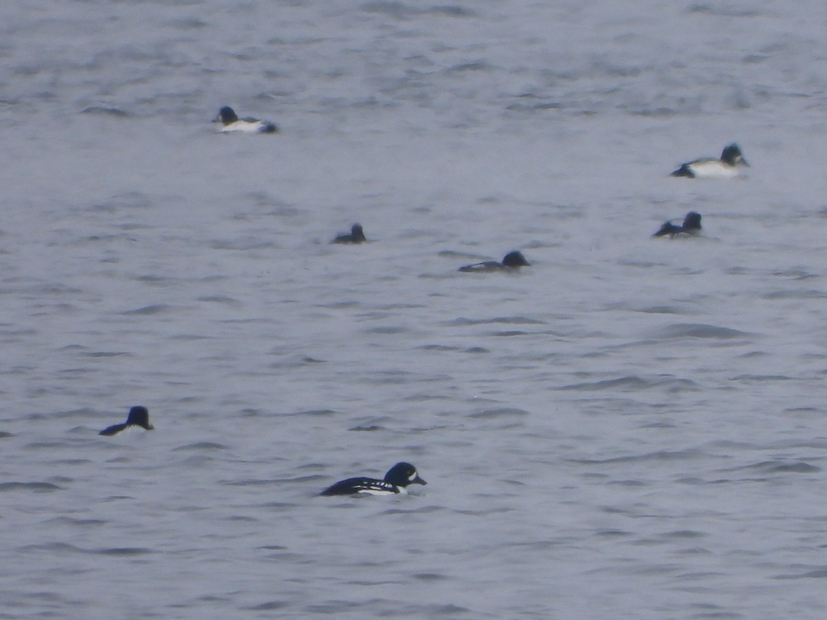Barrow's Goldeneye - ML646839980
