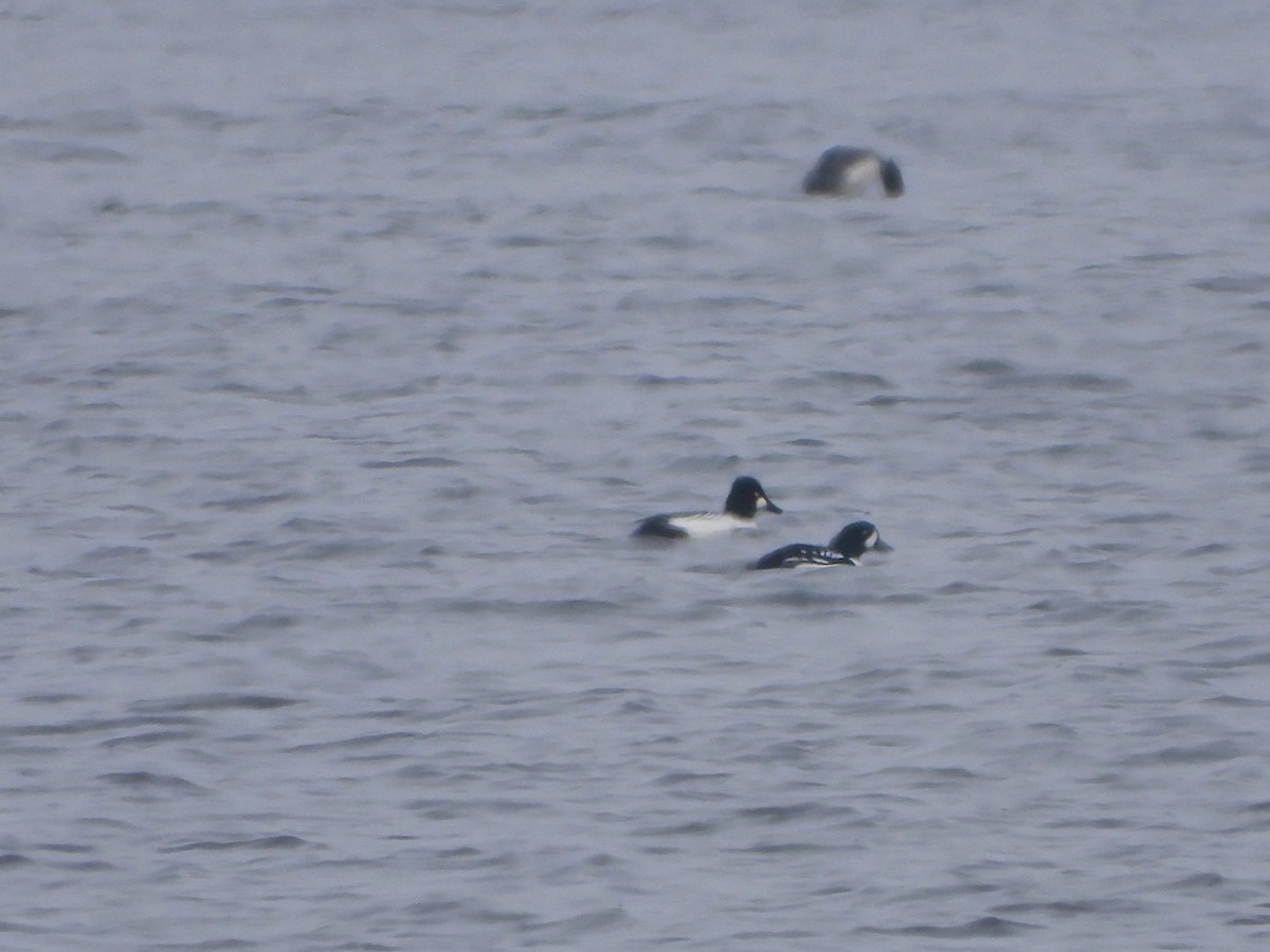 Barrow's Goldeneye - ML646839981