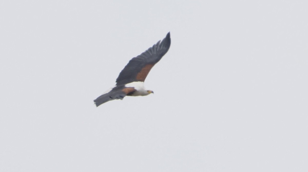 African Fish-Eagle - ML646839992