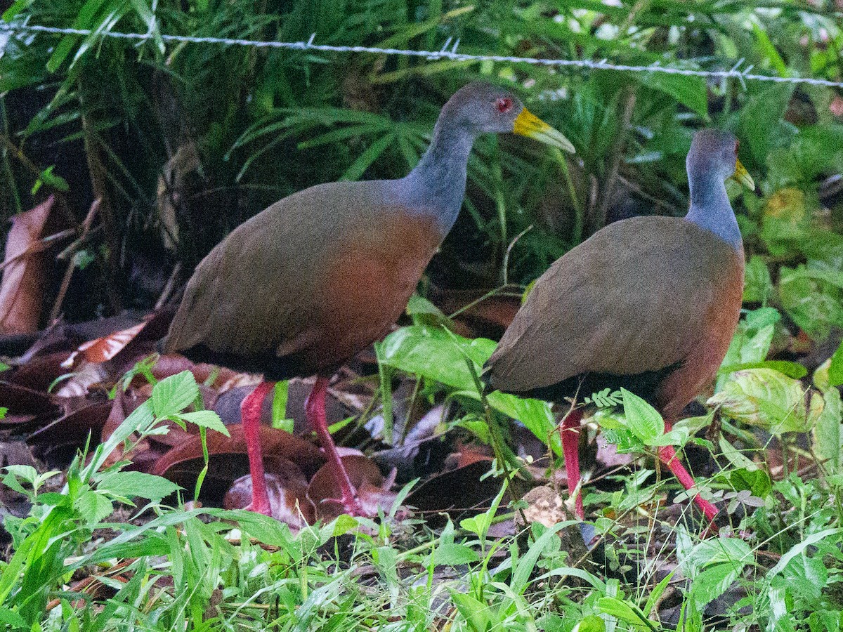 gråhalsrikse - ML646839993