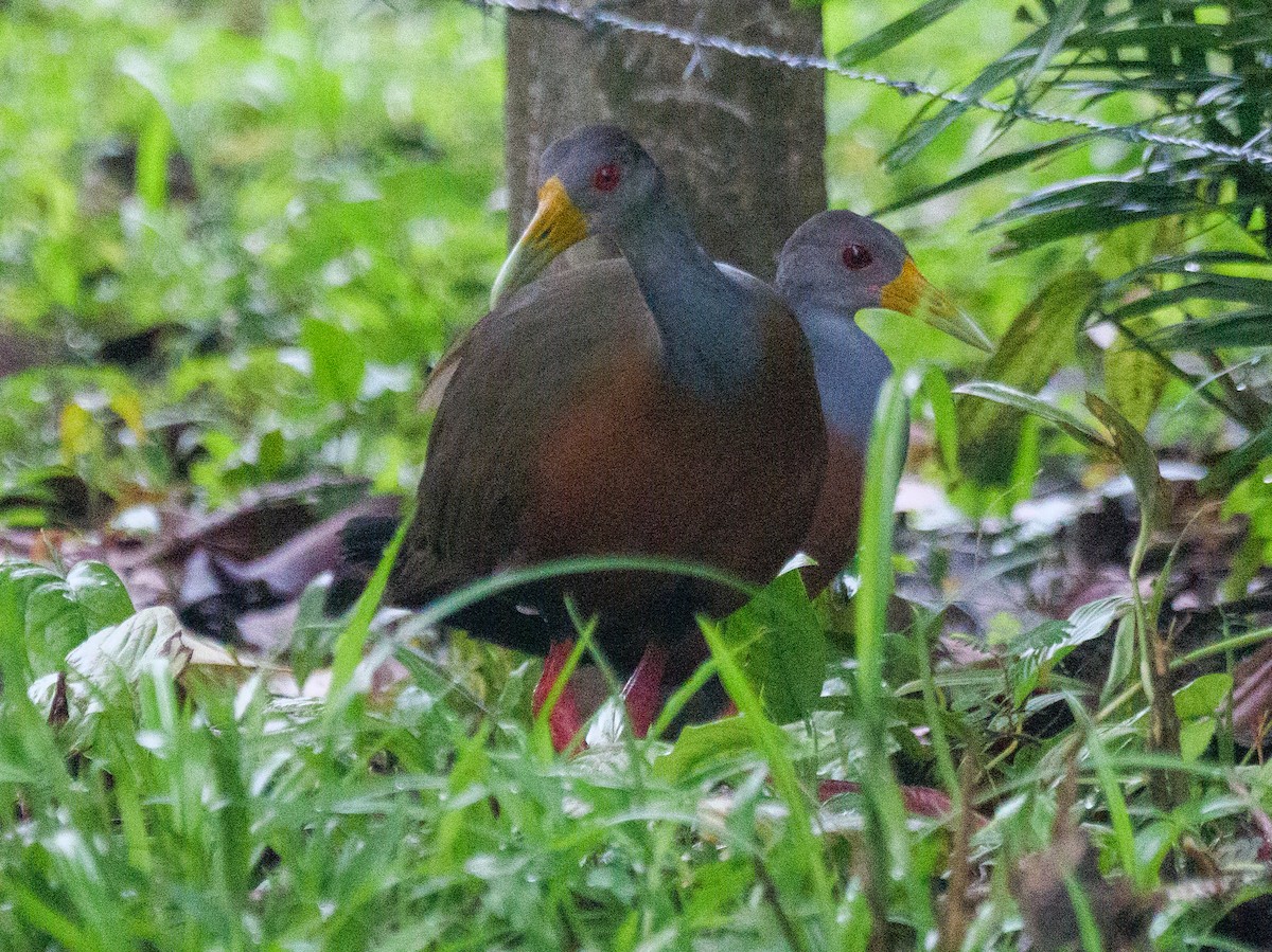 gråhalsrikse - ML646839994