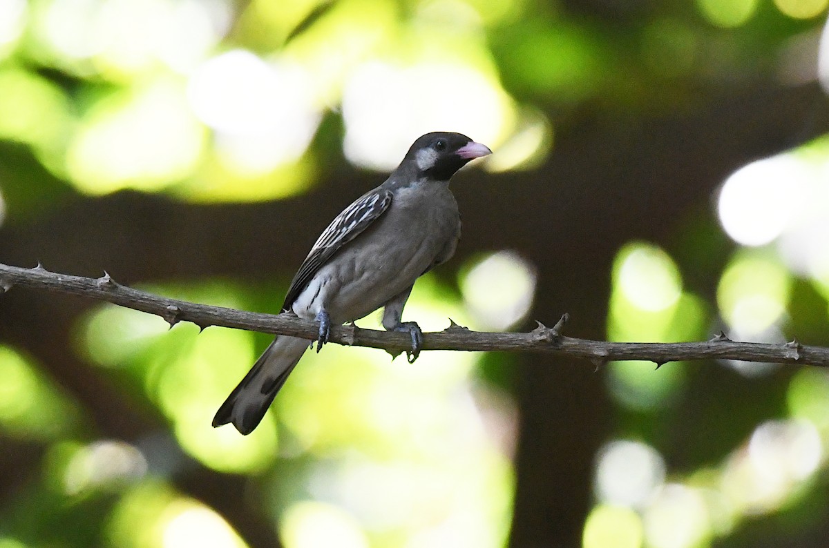 Greater Honeyguide - ML646839997