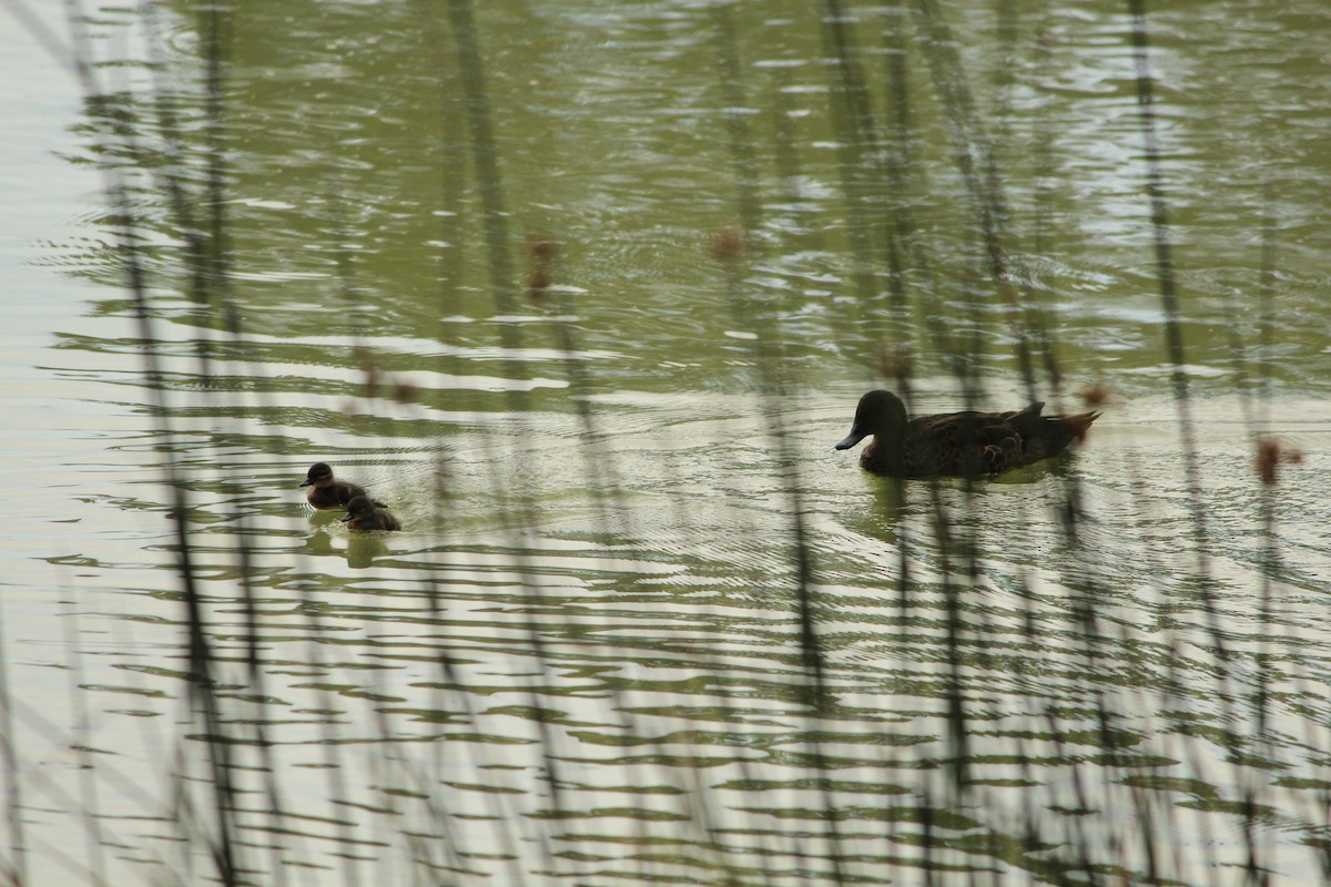 Chestnut Teal - ML646839999