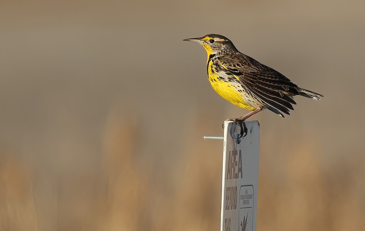Western Meadowlark - ML646840000