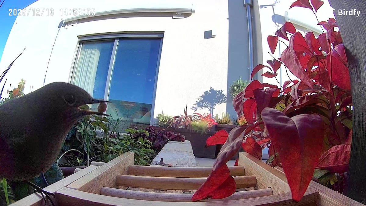 Colirrojo Tizón - ML646840002