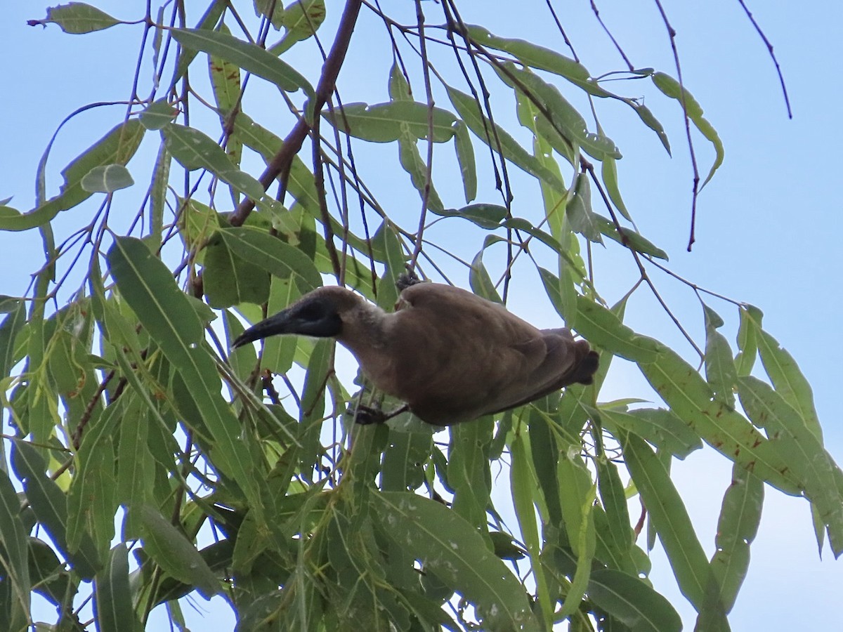 Little Friarbird - ML646840003