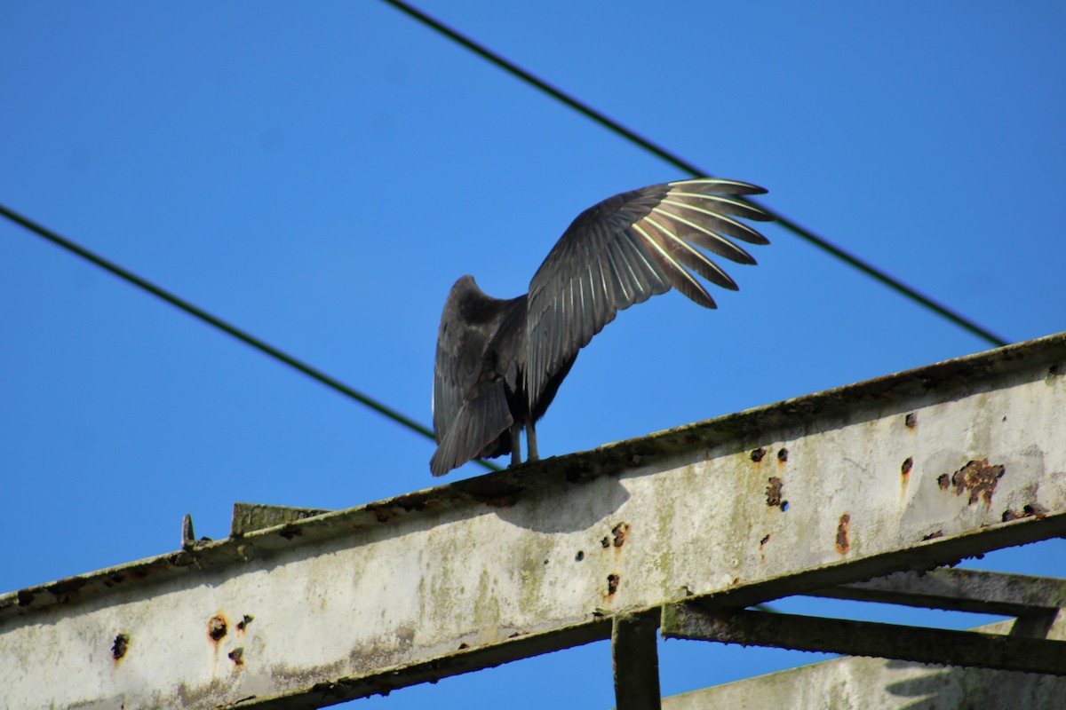 Rabengeier - ML646840005