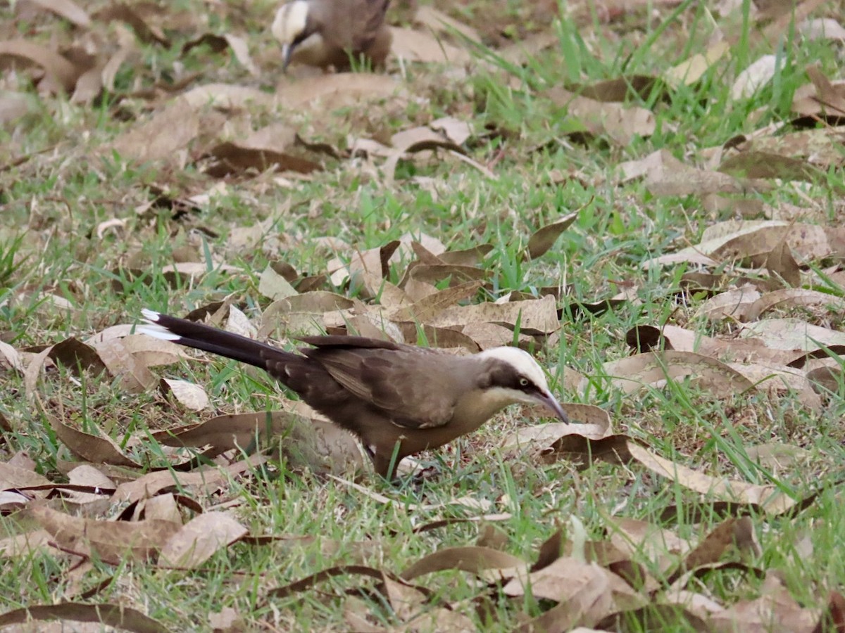 Gray-crowned Babbler - ML646840006