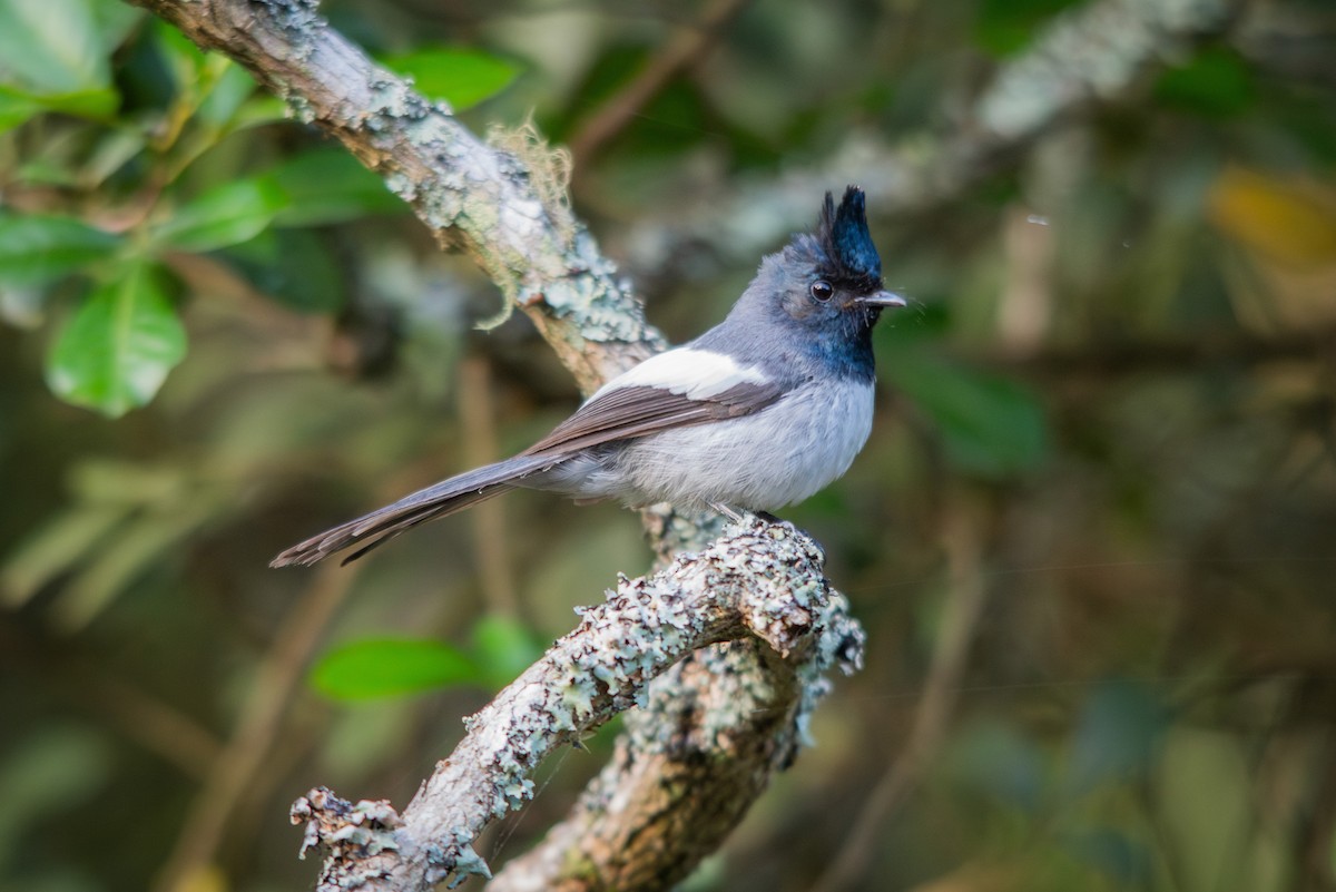 African Crested Flycatcher - ML646840012