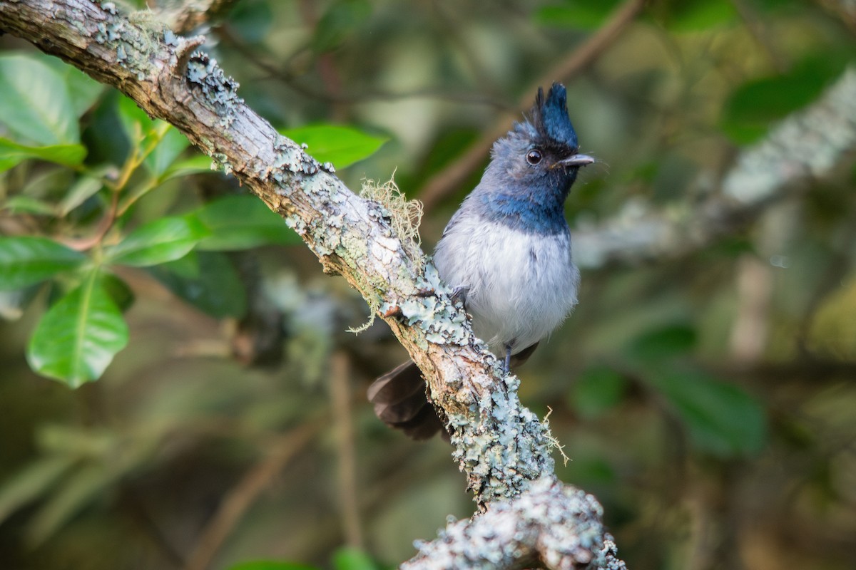 African Crested Flycatcher - ML646840013