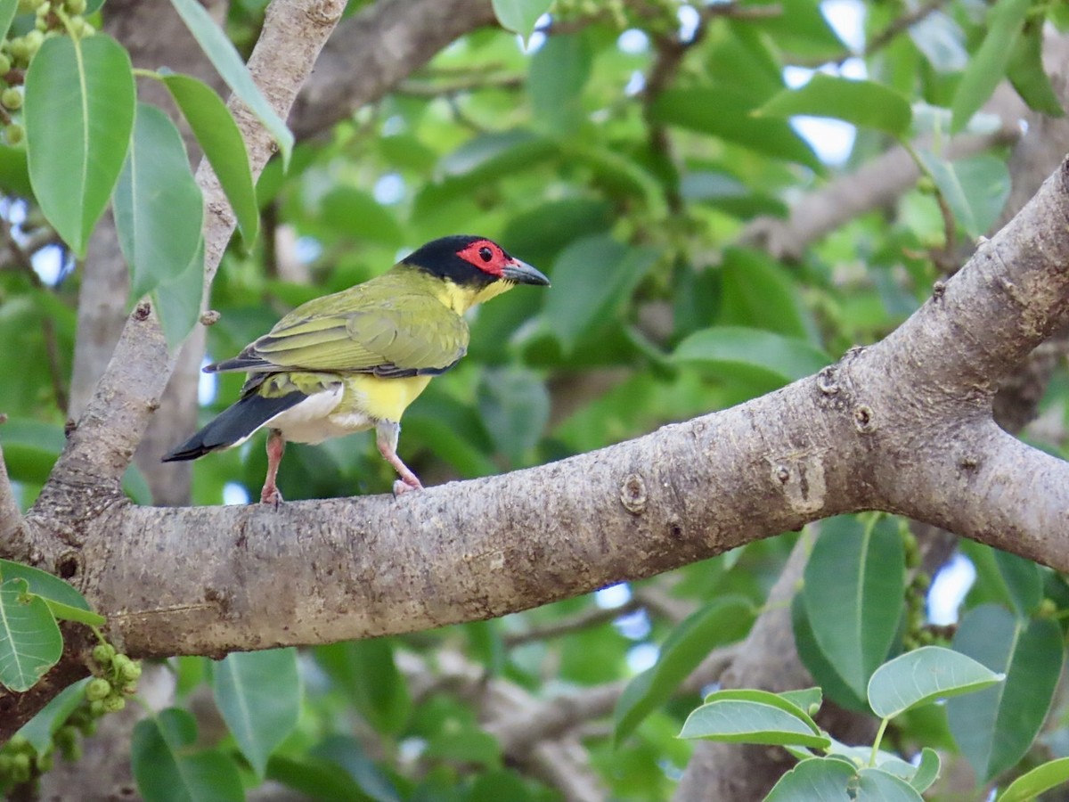 Australasian Figbird - ML646840015