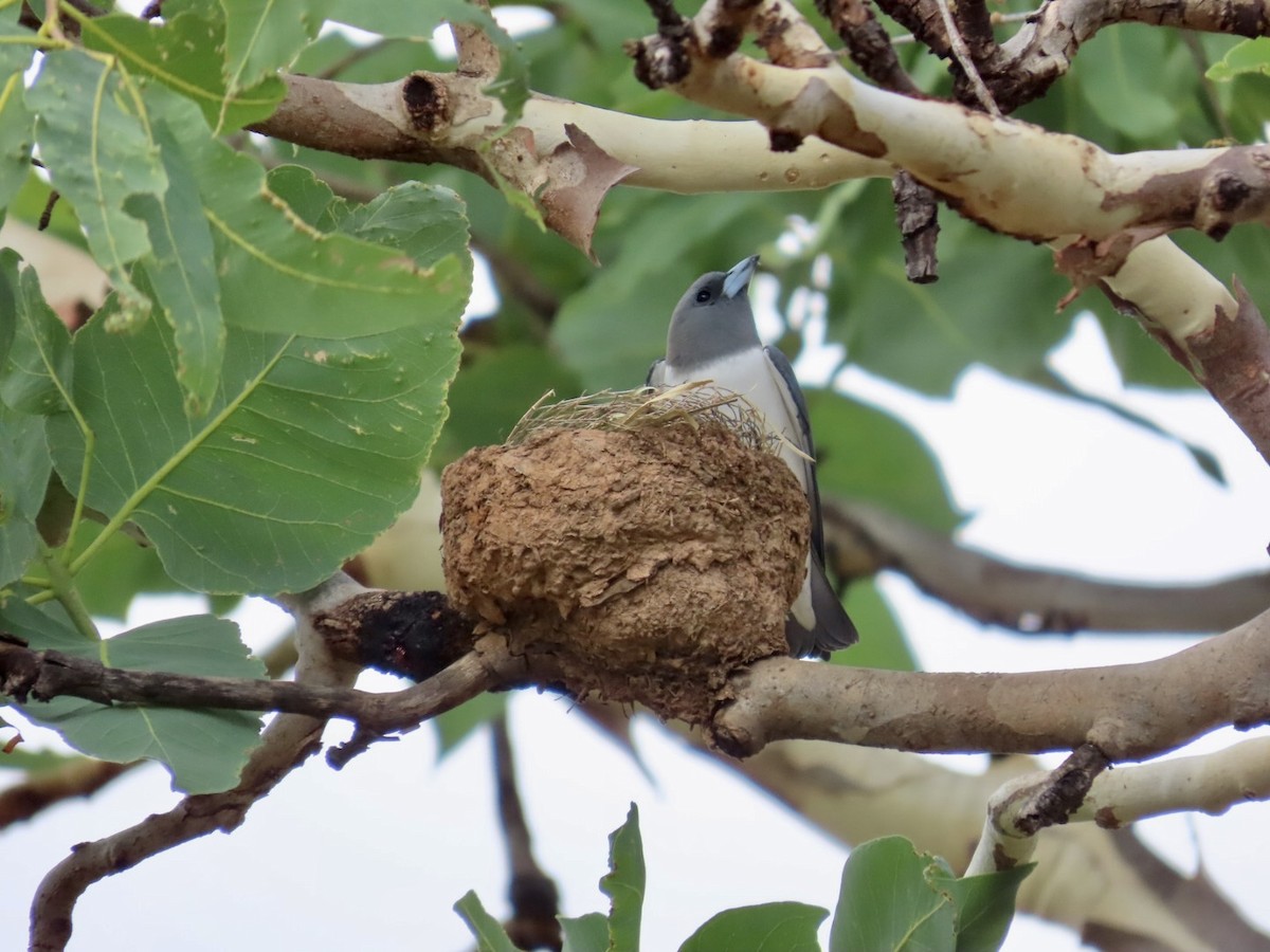 White-breasted Woodswallow - ML646840022