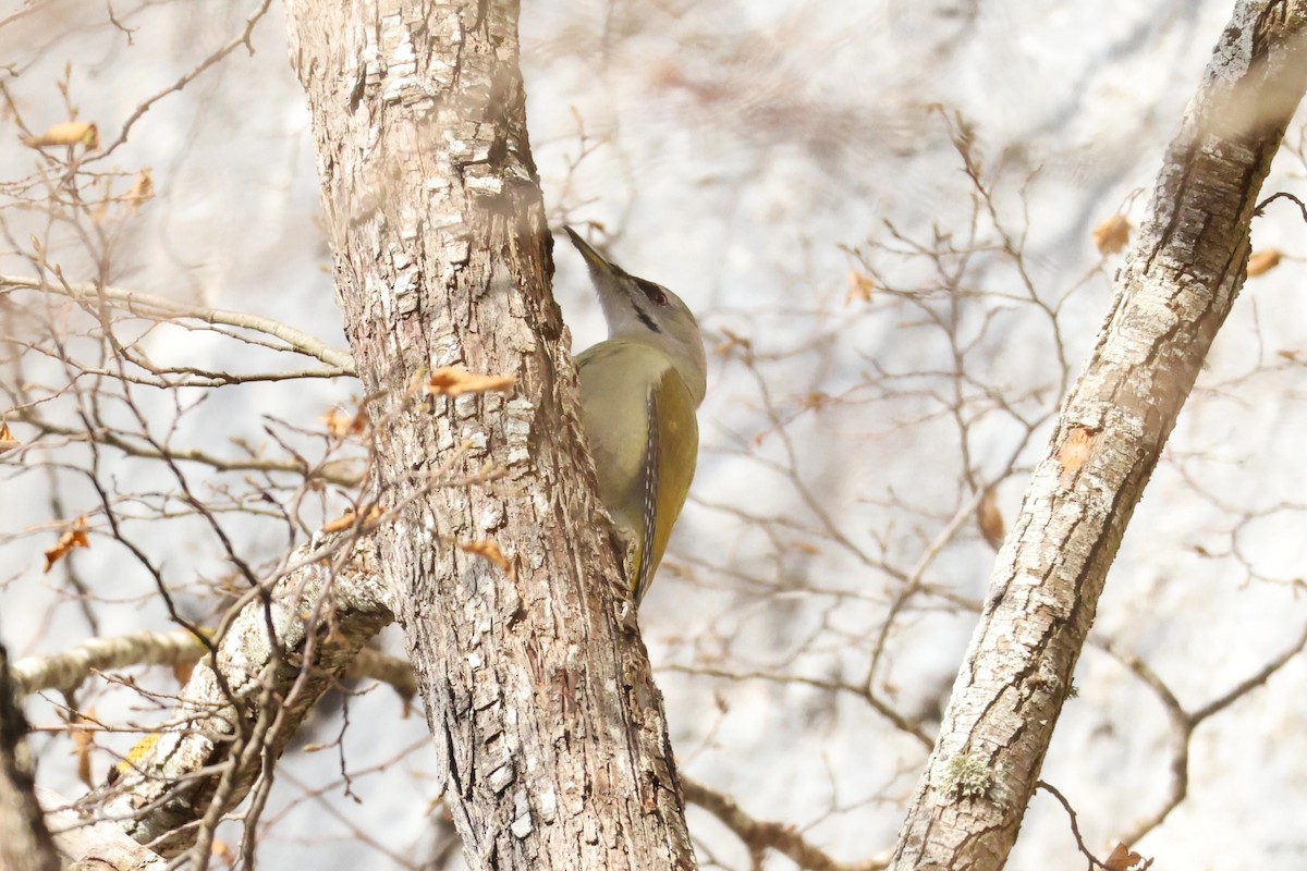 Picchio cenerino - ML646840024