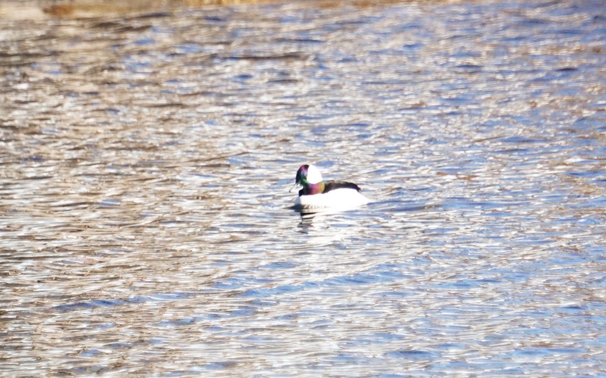 Bufflehead - ML646840025