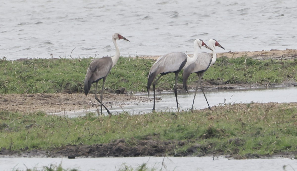 Wattled Crane - ML646840026
