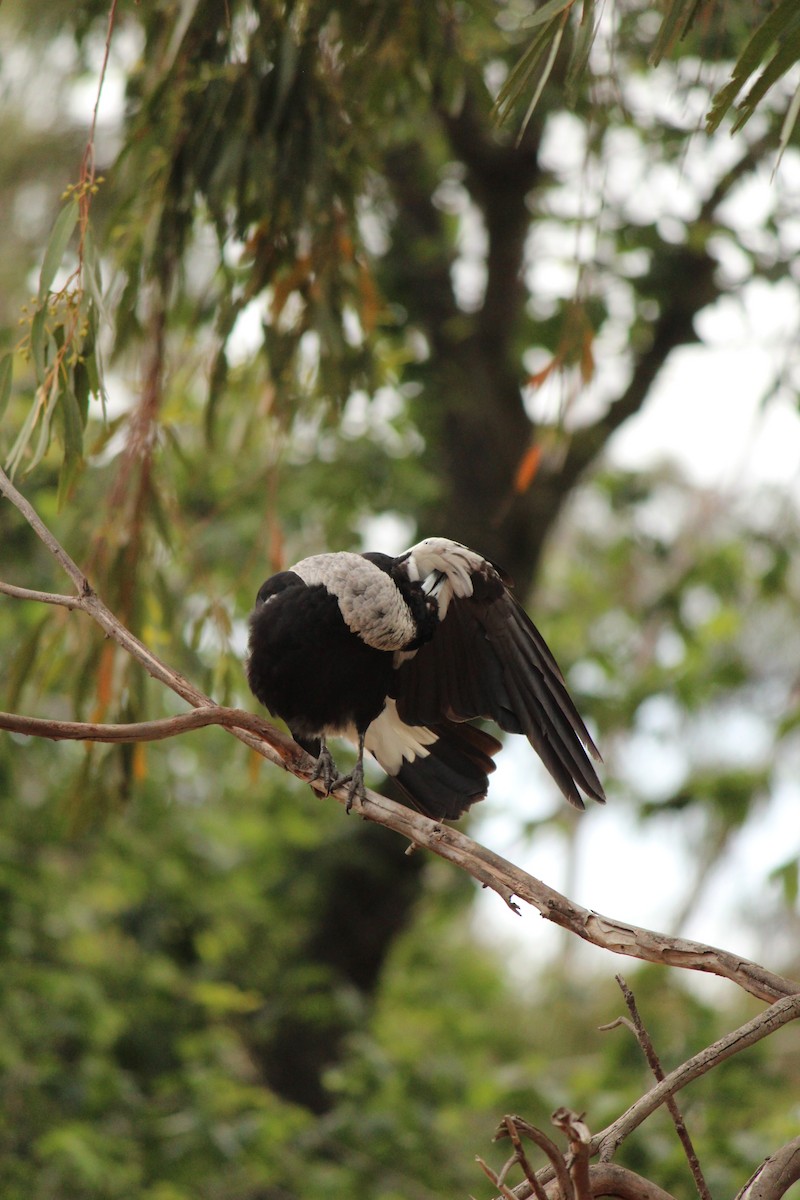 Australian Magpie - ML646840031