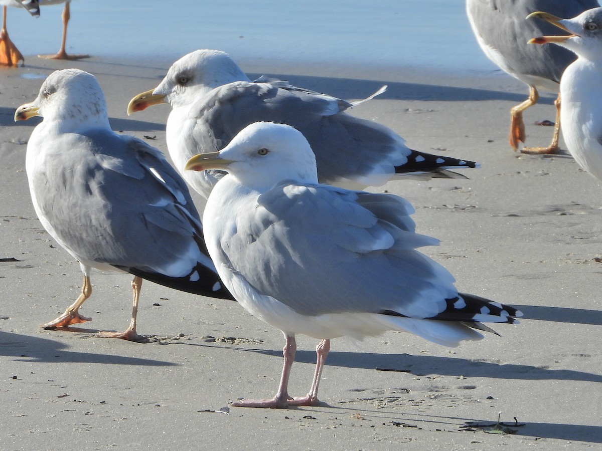 amerikagråmåke - ML646840032