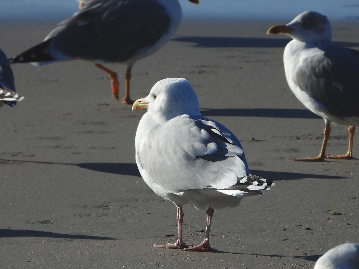 amerikagråmåke - ML646840033